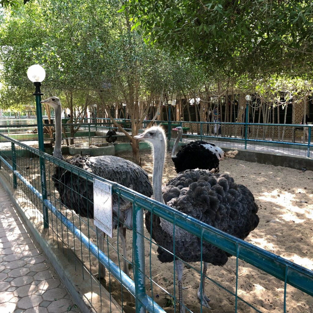 Barka Zoo: An Naman Park in Oman has 5 amazing ameneties.