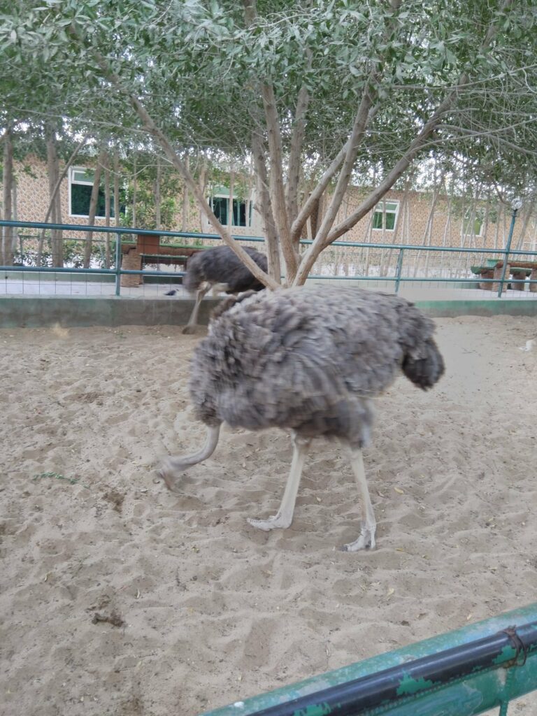 Barka Zoo: An Naman Park in Oman has 5 amazing ameneties.