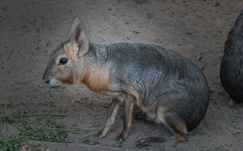 Barka Zoo: An Naman Park in Oman has 5 amazing ameneties.