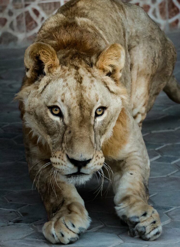 Barka Zoo: An Naman Park in Oman has 5 amazing ameneties.