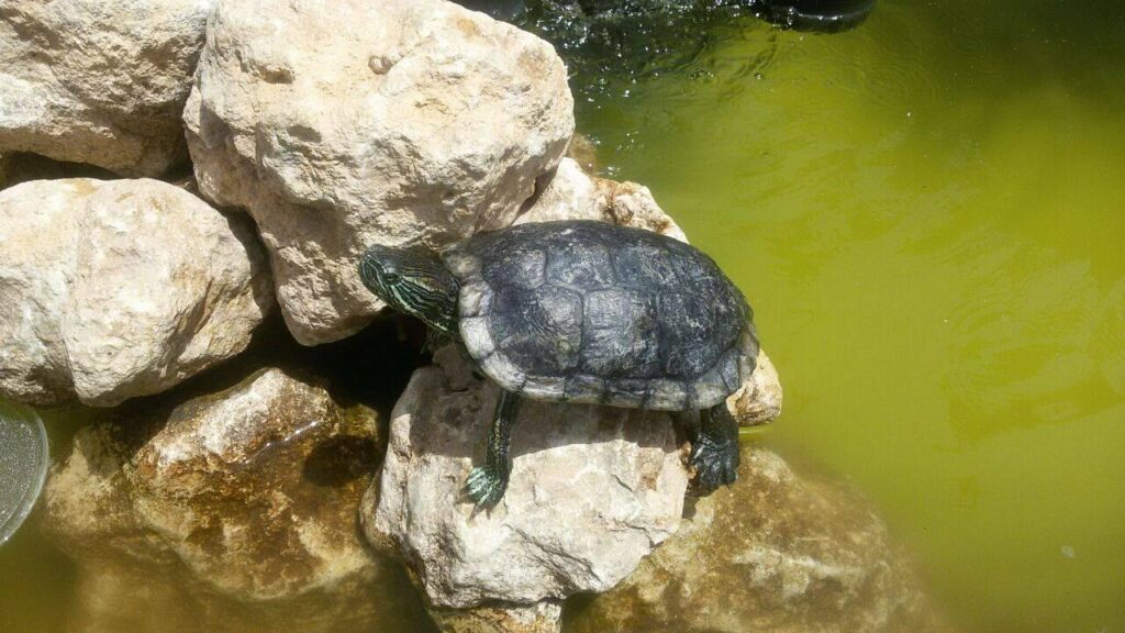 Barka Zoo: An Naman Park in Oman has 5 amazing ameneties.