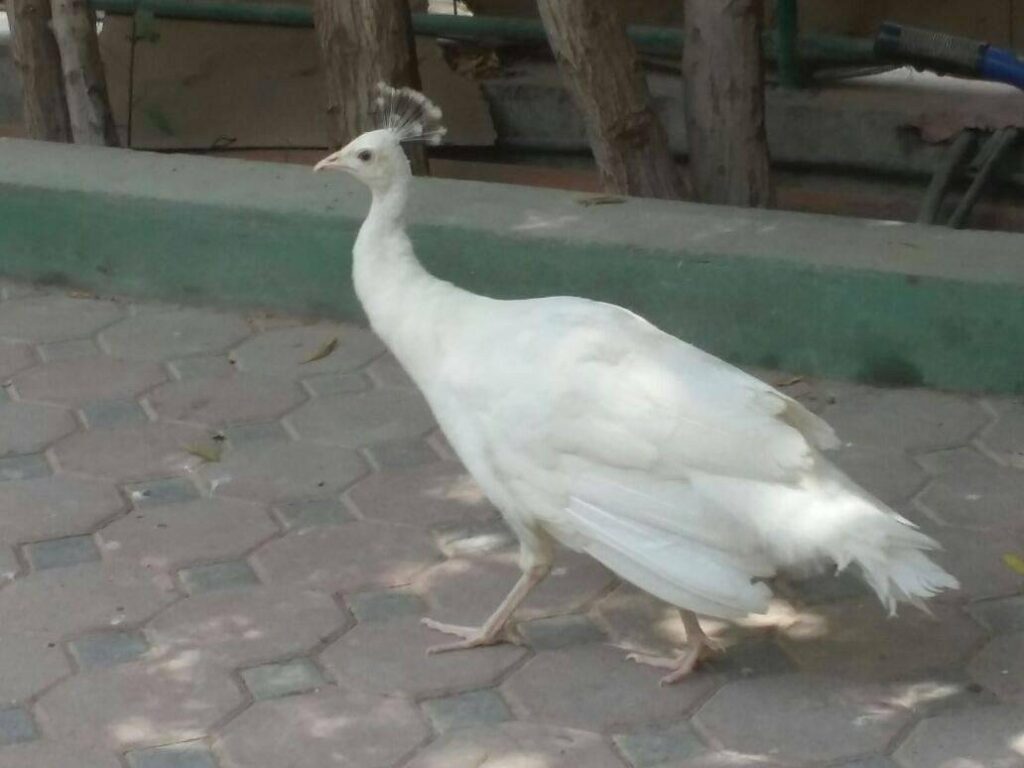 Barka Zoo: An Naman Park in Oman has 5 amazing ameneties.