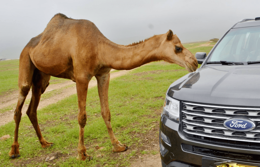 Top 10 Salalah Tourist Places